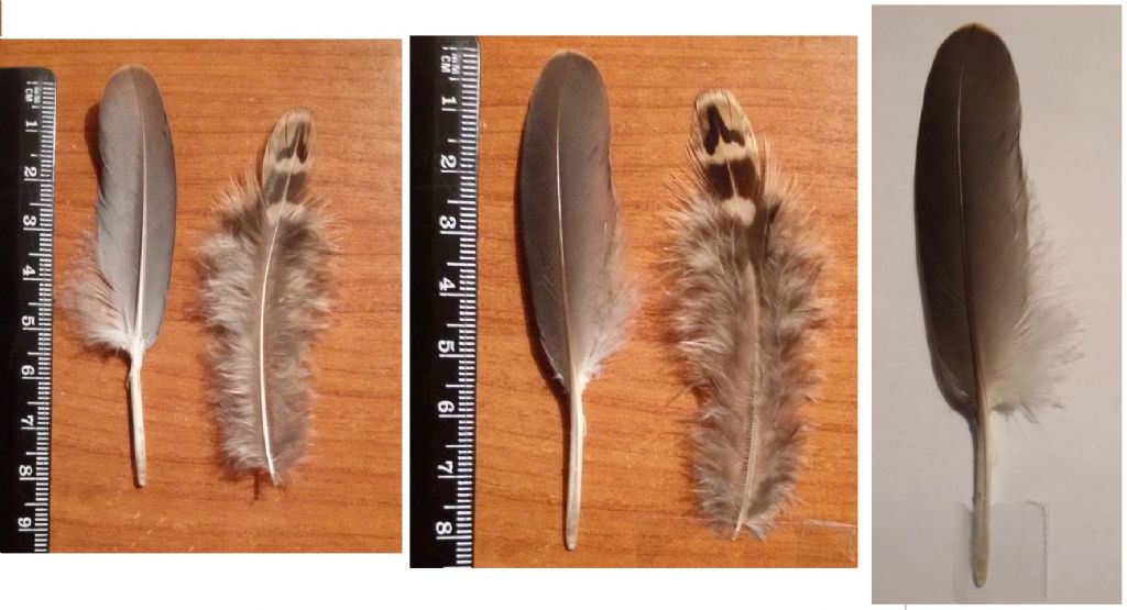 penna e piuma di cosa sono ?